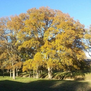 Cedar Elm Tree Seeds (Ulmus crassifolia) 25+Seeds