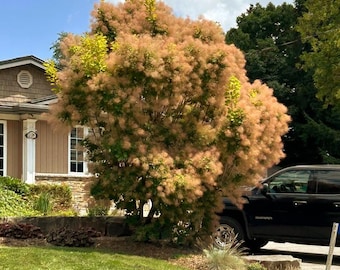 European Smoke Tree Seeds (cotinus Coggygria) 30+seeds