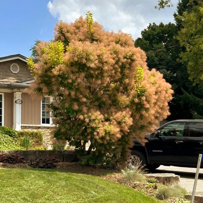 smoke tree seed pod European Smoke Tree Seeds (cotinus Coggygria) 30+seeds