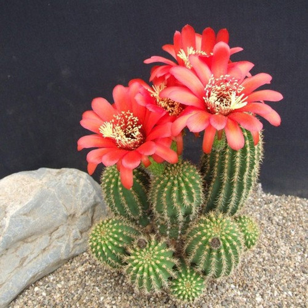 Red Torch Cactus Seeds lobivia Grandiflora Var. Minuta 20seeds Etsy