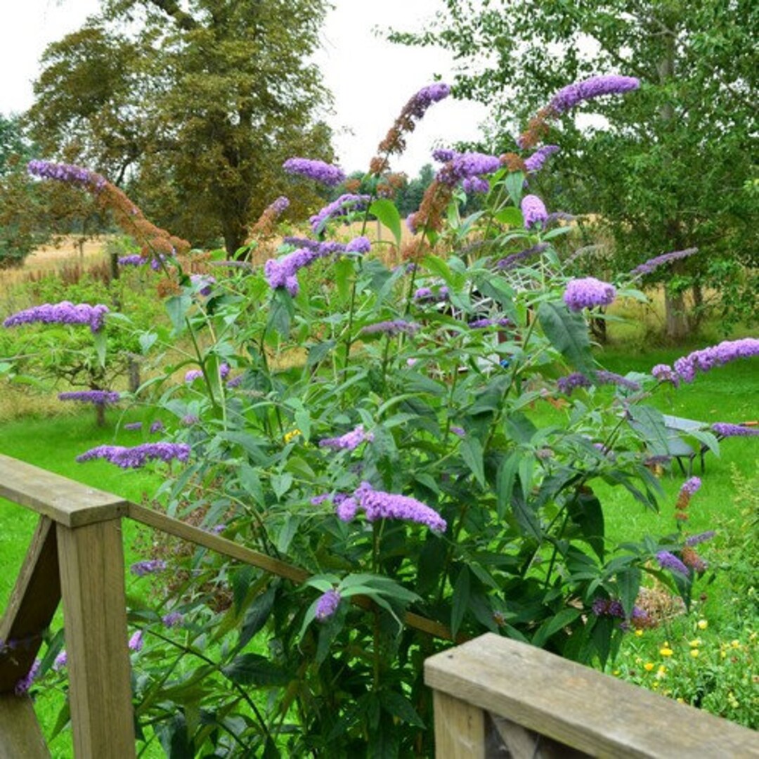 Butterfly Bush Summer Lilac Flower Seeds buddleia Davidii 50seeds Etsy
