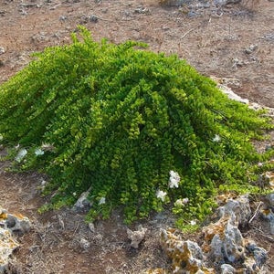 Caper Bush Seeds Capparis Spinosa 25Seeds image 2