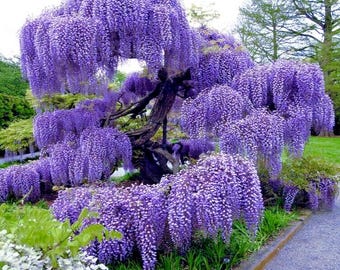 Chinese Wisteria Vine Seeds (Wisteria sinensis) 5+Seeds