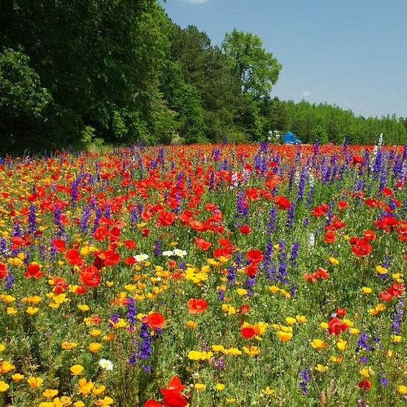 Wildflower Texas Oklahoma Mix Seeds 7gseeds Etsy