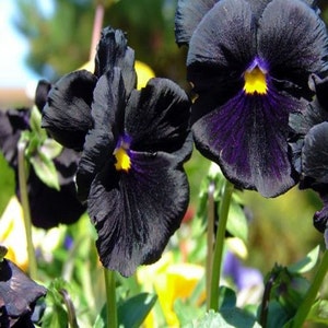 Pansy Black Flower Seeds viola X Wittrockiana 50seeds - Etsy