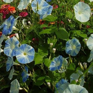 Morning Glory Flying Saucers Flower Seeds (Ipomoea Tricolor) 25+Seeds image 3