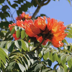 African Tulip Tree Seeds (Spathodea campanulata) 25+Seeds
