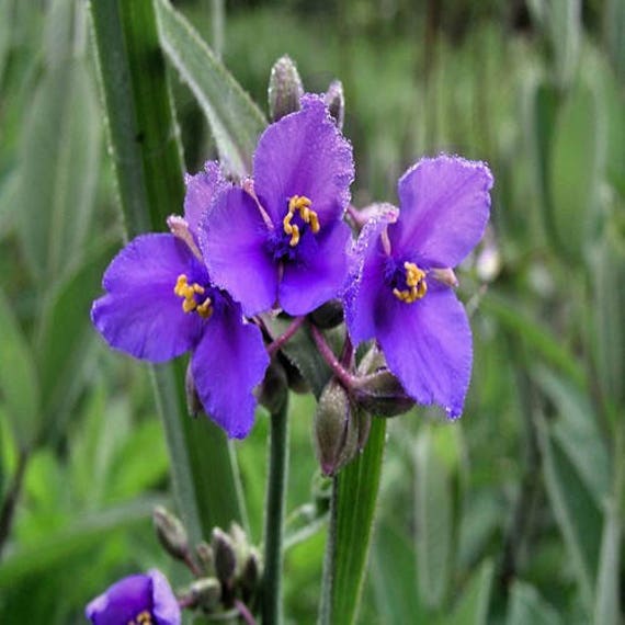 Ohio Spiderwort Flower Seeds Tradescantia Ohiensis 50seeds Etsy,How To Keep Cats Away From Your House