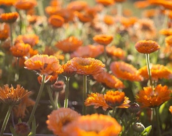 Calendula Pink Surprise Flower Seeds (Calendula Officinalis) 50+Seeds