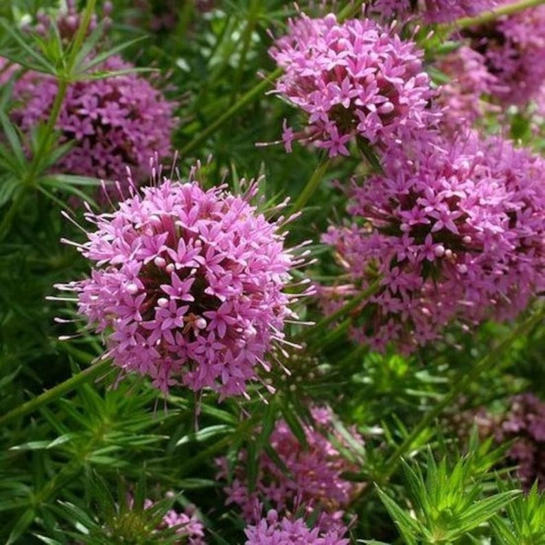 Crossworts Pretty Pink Flower Seeds Crucianella Phuopsis Stylosa 50Seeds image 1