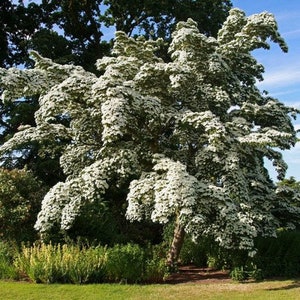 Chinese Dogwood Tree Seeds Cornus kousa chinensis 15Seeds image 3