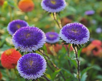 Aster Pompon Blue Moon Flower Seeds (Callistephus Pompon) 50+Seeds