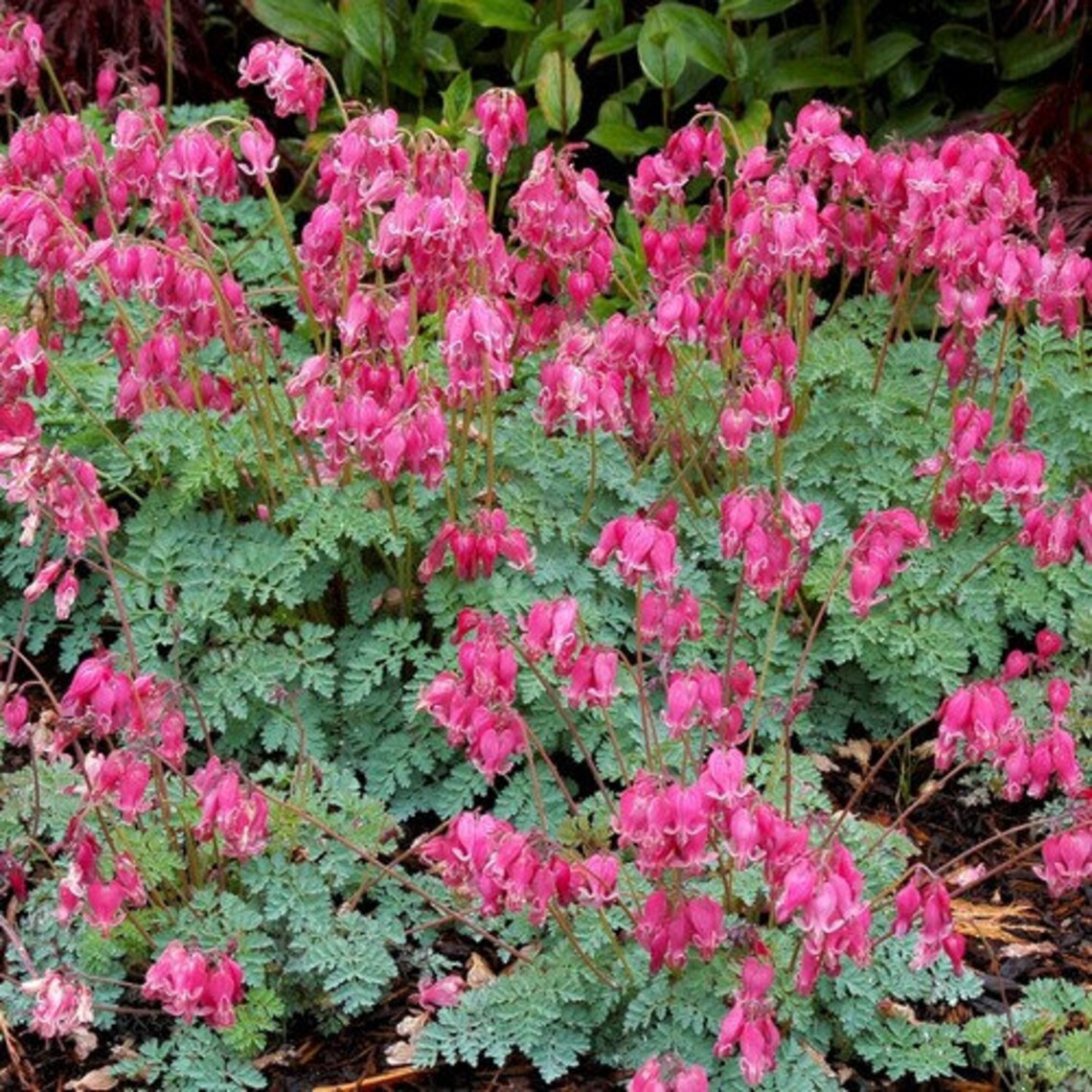 Fringed Bleeding Heart Plant Seeds dicentra Eximia 10seeds Etsy