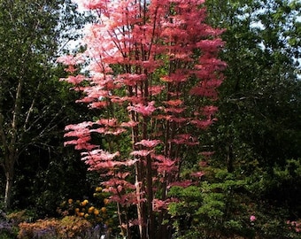 Chinese Mahogany Tree Seeds (Toona sinensis) 50+Seeds