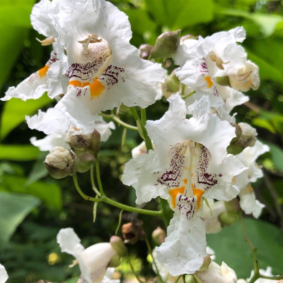 Northern Cigar Tree Seeds (catalpa Speciosa) 15+seeds
