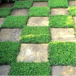 Rupturewort Green Carpet Ground Cover Seeds (Herniaria Glabra) 200+Seeds