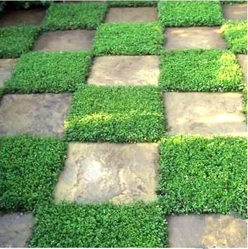 Rupturewort Green Carpet Ground Cover Seeds (Herniaria Glabra) 200+Seeds immagine 1
