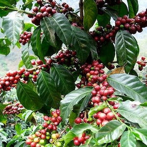 Coffee Arabica Bush Seeds Coffea Arabica Nana 10Seeds image 1