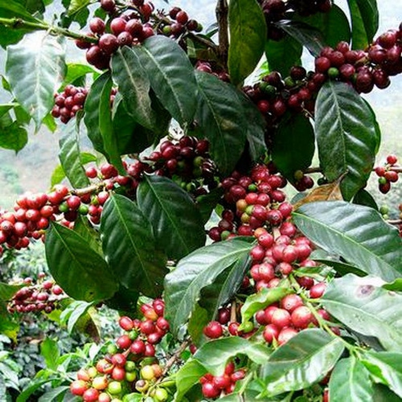 Coffee Arabica Bush Seeds Coffea Arabica Nana 10Seeds image 1