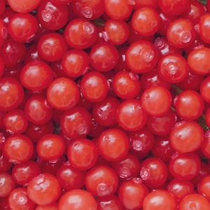 Huckleberry Bush Red Seeds (Vaccinium parvifolium) 25+Seeds