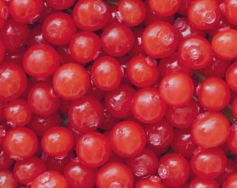 Huckleberry Bush Red Seeds (Vaccinium parvifolium) 25+Seeds