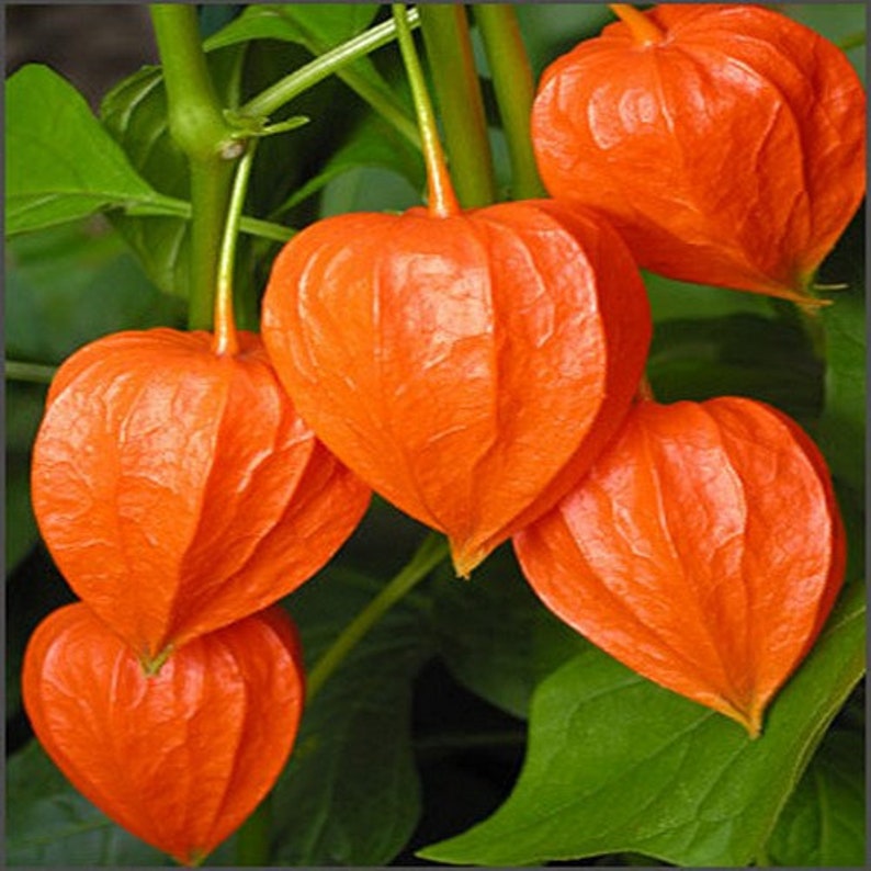 Chinese Lantern Plant Seeds physalis Alkekengi 50seeds Etsy
