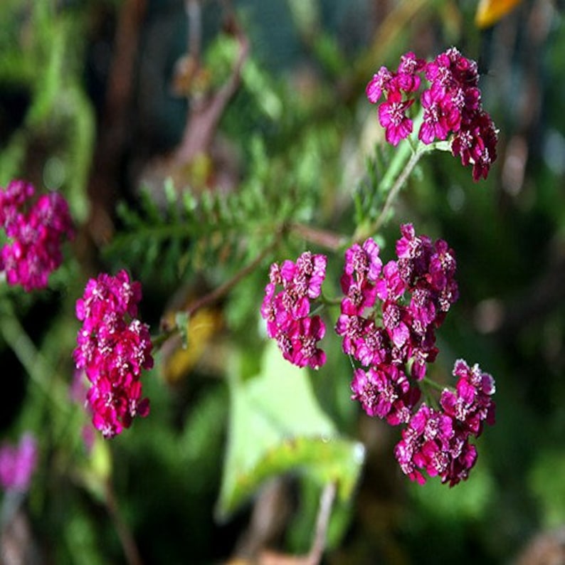 200+Seeds Yarrow Cerise Queen Flower Seeds Achillea millefolium