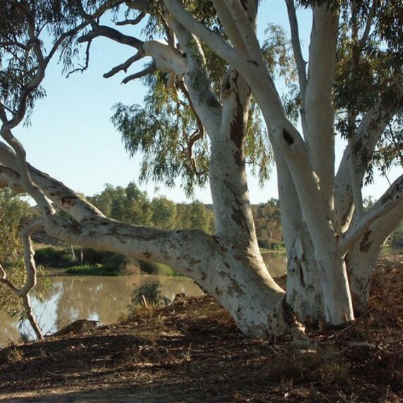 OLTRE 100 SEMI EUCALYPTUS GLOBULUS EUCALIPTO