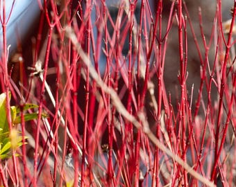 Red Twig Dogwood Seeds (Cornus sericea) 15+Seeds