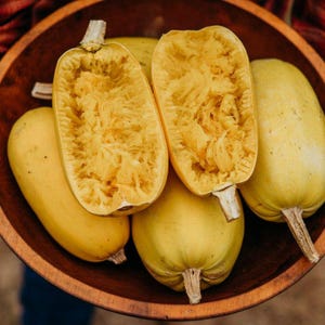 Squash Winter Spaghetti Vegetable Seeds (Cucurbita pepo) 15+Seeds image 1