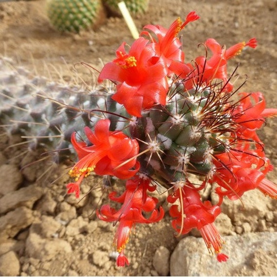 Red Flowered Pincushion Cactus Seeds (cochemiea Poselgeri) 20+seeds - Etsy