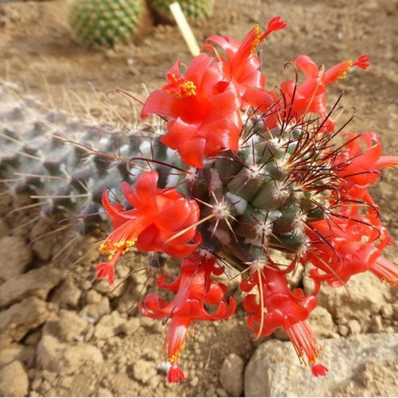 Red Flowered Pincushion Cactus Seeds Cochemiea poselgeri 20Seeds image 1