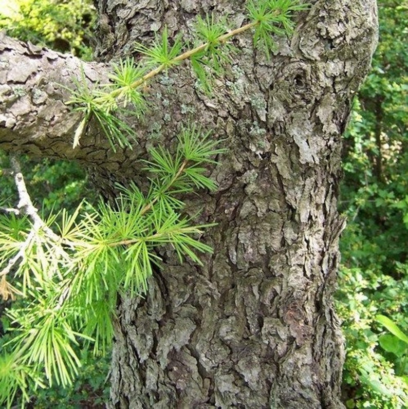 Siberian Larch Tree Seeds Larix sibirica 30Seeds image 1