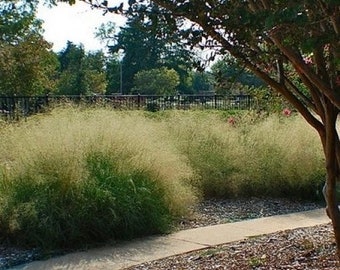 Love Grass Sand Graines d’herbe ornementale (Eragrostis trichodes) 200+Graines