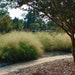 see more listings in the Ornamental Grass section