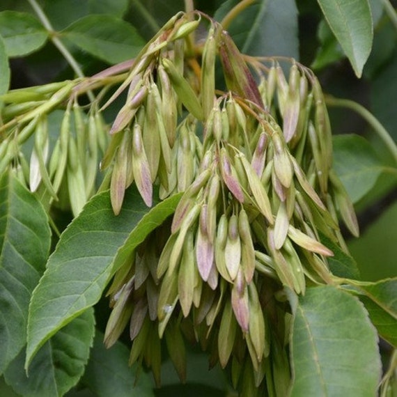 Flowering Ash Tree Seeds fraxinus Ornus 20seeds - Etsy