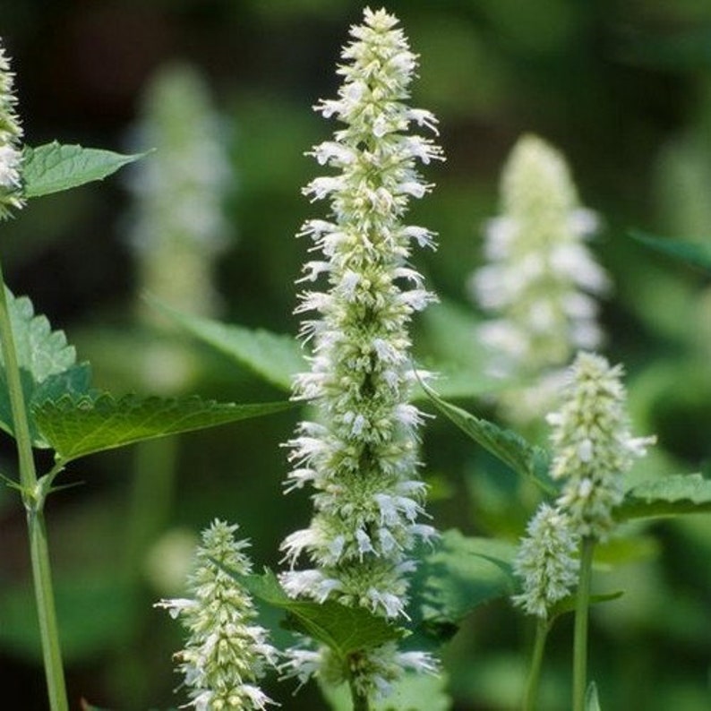 UnderTheSunSeeds Giant Hyssop Seeds - Thumbnail 3