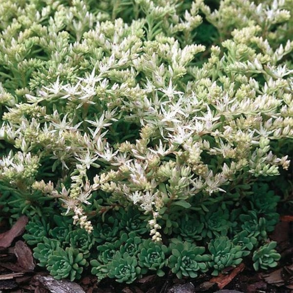 Sedum Cliff Stonecrop Succulent Seeds (Sedum Glaucophyllum) 50+Seeds