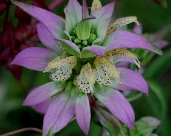 Spotted Bee Balm Herb Seeds (Monarda punctata) 100+Seeds