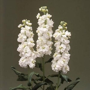 Stock White Flower Seeds Matthiola Incana Ten Week White 50Seeds image 1