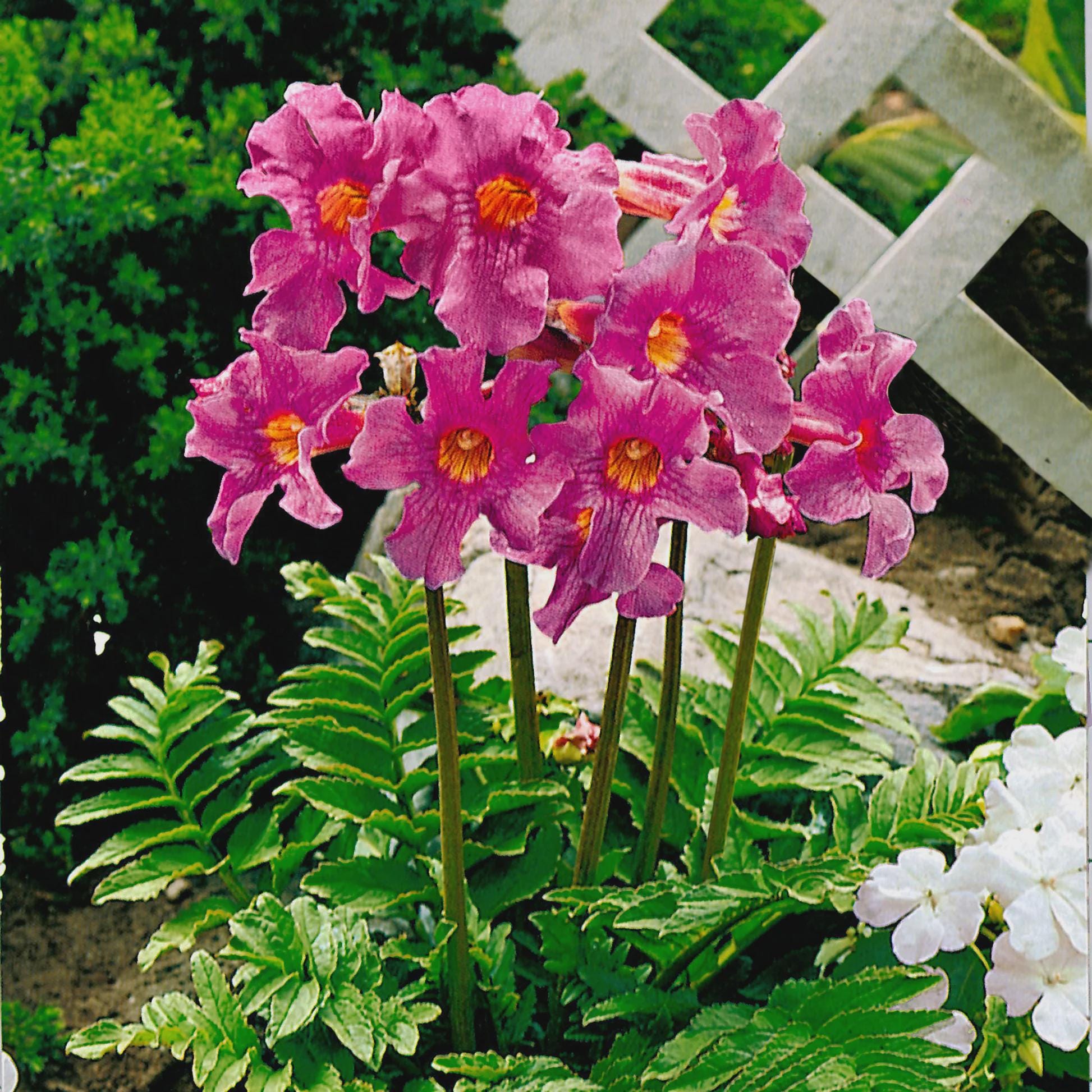 image.title Incarvillea: A Floral Exploration