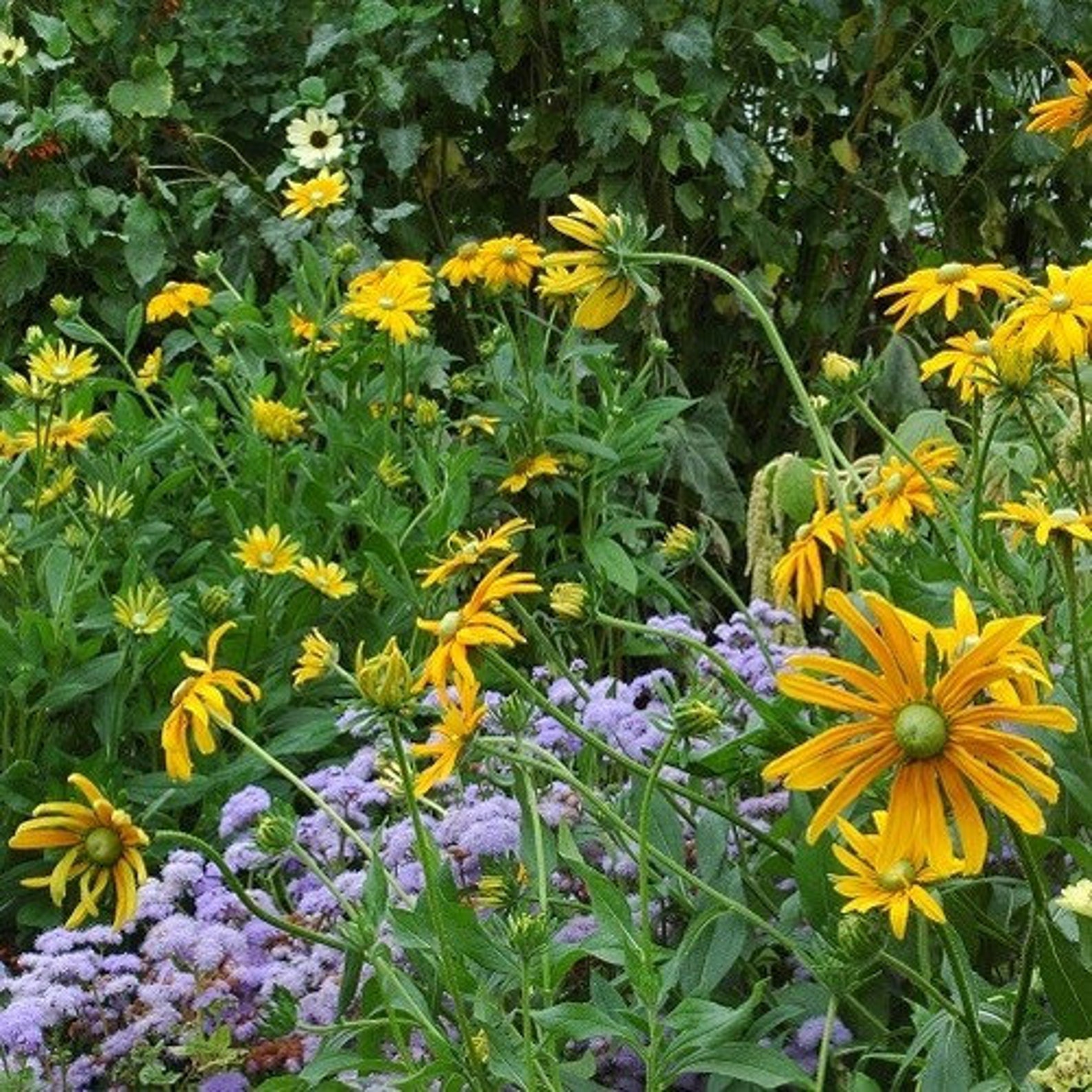 Rudbeckia Green Eyes Flower Seeds rudbeckia Hirta 100seeds - Etsy