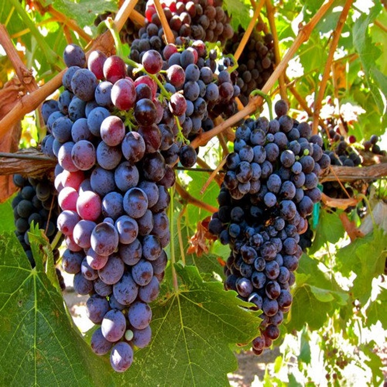 Grape Vine Seeds Vitis vinifera 30Seeds image 2