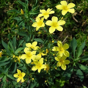 Yellow Flax Flower Seeds Linum Flavum Compactum 50Seeds image 3