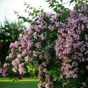 Beauty Bush Seeds Kolkwitzia amabilis 25Seeds image 1