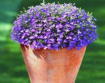 Creeping Mother of Thyme (Thymus Serpyllum) 100+Seeds