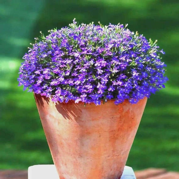 Creeping Mother of Thyme (thymus Serpyllum) 100+seeds - Etsy