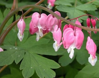 Fringed Bleeding Heart Plant Seeds (Dicentra Eximia) 10+Seeds