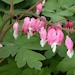 see more listings in the Flowers and Plants section