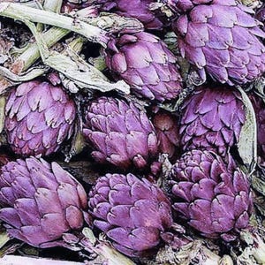 Artichoke Purple Romagna Vegetable Seeds (Cynara Scolymus) 20+Seeds